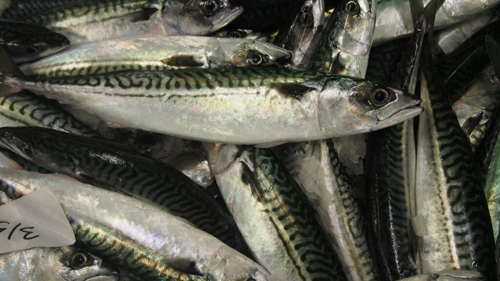 Réouverture de la pêche de la sardine en Baie de Seine