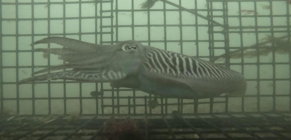 💡[POLUX : retour en images sur le projet]